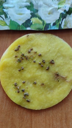 ПРОФ Еустома АВС 3 F1 біла махрова 50 гран. 85% схожість СЦ