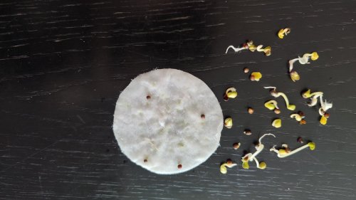 ПРОФ Ріпа Сноуболл 10г 88% схожість 03.2024р СЦ Традиція