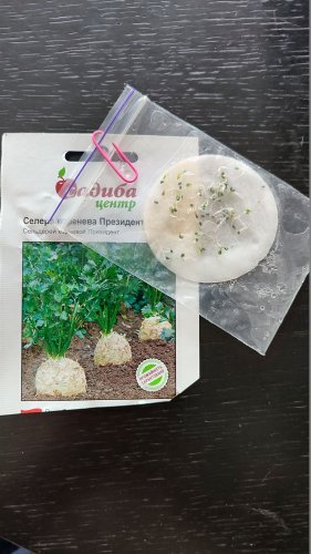 Селера Президент коренева 0,03г 78% схожість СЦ 05.2024р