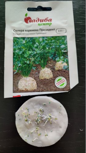 Селера Президент коренева 0,03г 78% схожість СЦ 05.2024р